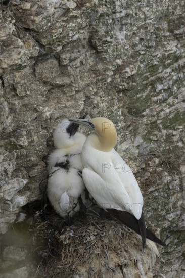Northern gannet (Morus bassanus) adult bird at its nest with a juvenile chick on a cliff ledge, Yorkshire, England, United Kingdom, Europe