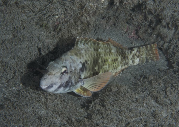 A green-brown Mediterranean parrotfish (Sparisoma cretense) sleeps at night on the sandy seabed in the underwater world. Dive site Playa, Los Cristianos, Tenerife, Canary Islands, Spain, Europe