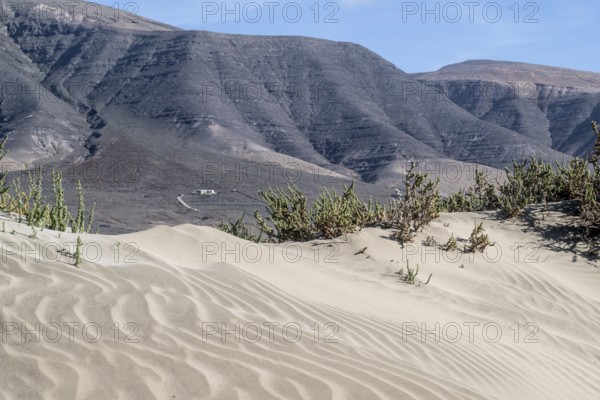 Dune landscape, Playa de Famara, Lanzarote, Canary Islands, Spain, Europe