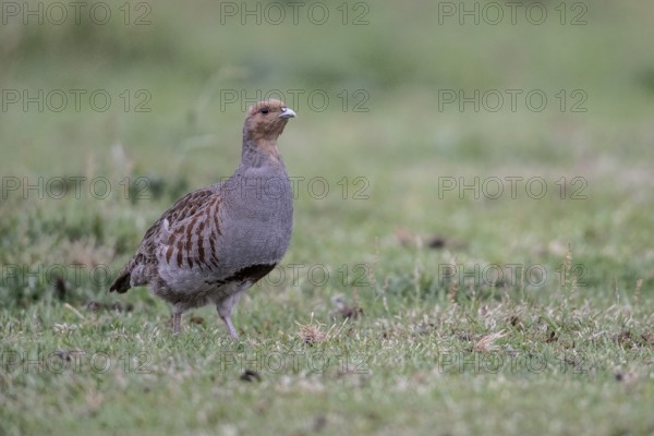 Gray partridge (Perdix perdix), Emsland, Lower Saxony, Germany, Europe