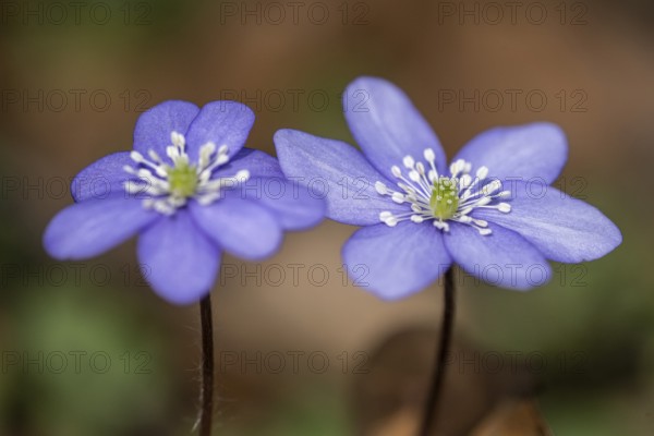 Liverwort (Hepatica nobilis), North Rhine-Westphalia, Germany, Europe