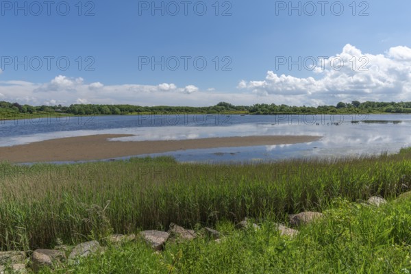 Small Noor in the nature reserve Holnis peninsula, nature reserve on the Flensburg Fjord, inland lake with connection to the fjord, reed shore, blue sky, white clouds, Glücksburg, Schleswig-Holstein, Germany, Europe