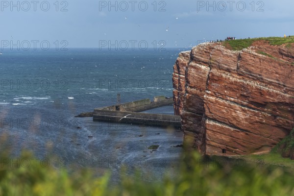 Red coloured sandstone, steep cliff coast of the high seas island of Heligoland, home of the gannets, Helgoländer Oberland, mole, North Sea, Pinneberg district, Schleswig-Holstein, Germany, Europe