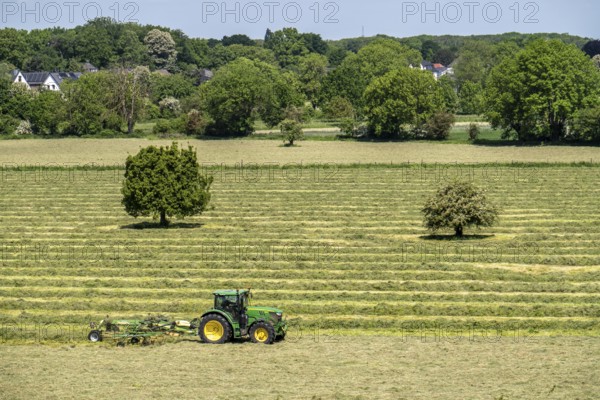 Hay harvest, in a meadow near Duisburg-Baerl, tractor with roundabout tedder, a hay tedder that piles up the cut grass in strips so that it can later be picked up and utilised, North Rhine-Westphalia, Germany, Europe