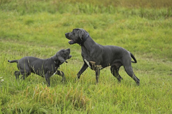 Great Dane, Saupacker, Great Dane