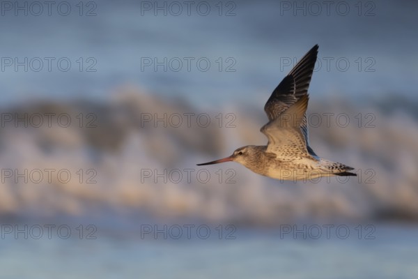 Bar tailed godwit (Limosa lapponica) adult bird in winter plumage flying over a coastline, Norfolk, England, United Kingdom, Europe