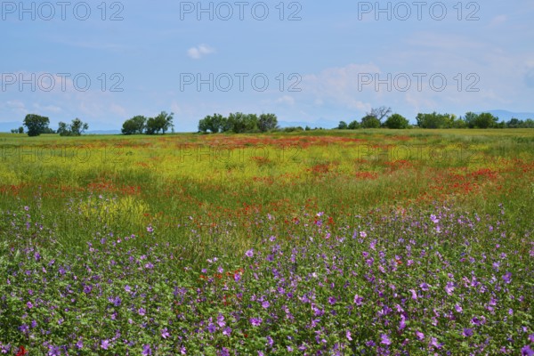 Flower meadow with poppies (Papaver), and sage (Salvia), slightly overcast sky, summer, Valensole, Alpes-de-Haute-Provence, Provence-Alpes-Cote d'Azur, France, Europe