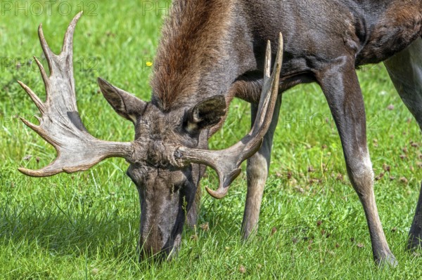Moose, elk (Alces alces) close-up portrait of bull, male with fully developed antlers grazing in meadow in autumn, fall, native to Scandinavia