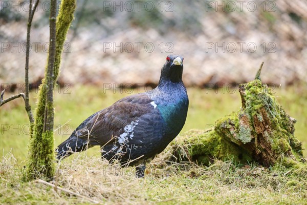 Western capercaillie (Tetrao urogallus) male (cock) standing on the ground at the edge of a foest, Bavaria, Germany, Europe