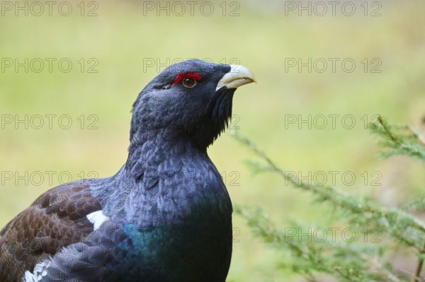 Western capercaillie (Tetrao urogallus) male (cock) portrait, Bavaria, Germany, Europe