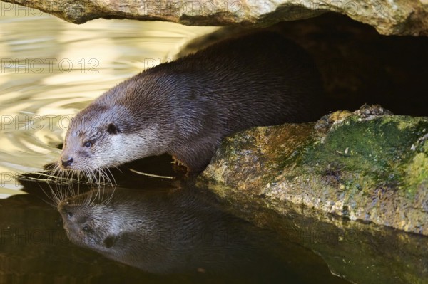 Eurasian otter (Lutra lutra) on the shore of a little lake in the bavarian forest, Bavaria, Germany, Europe