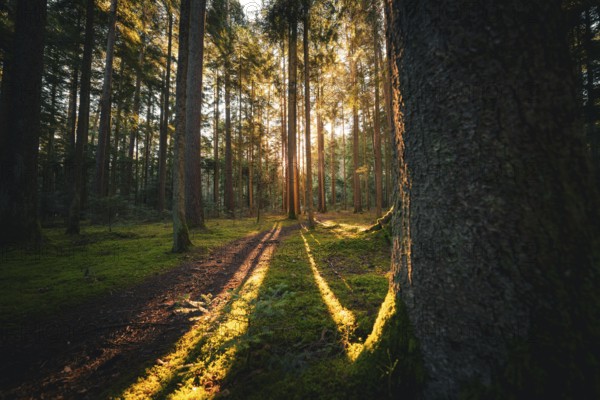 Extensive forest with long shadows and soft sunlight illuminating the mossy ground, Unterhaugstett, Black Forest, Calw district, Germany, Europe