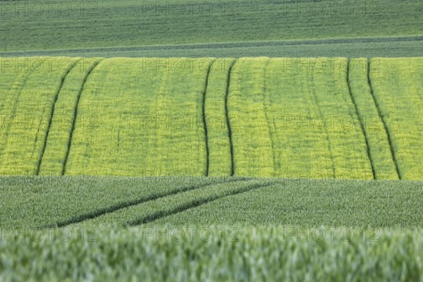 Cereal fields in spring with vehicle tracks in the fresh green, Neckarwestheim, Baden-Württemberg, Germany, Europe