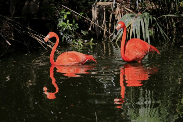 Cuban Flamingo (Phoenicopterus ruber), Red Flamingo, adult, pair, in water, foraging, captive, South America, America