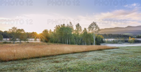 Trees in the early morning mist at sunrise, Eigenried raised bog, Zugerberg, Canton Zug, Switzerland, Europe