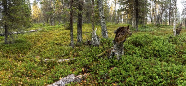 Close-up, autumn forest floor, tundra, Lapland, Finland, Europe