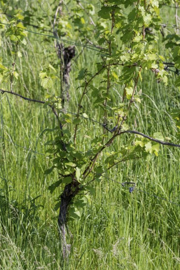 Grapevine in spring, vineyard, vine, grass, Baden-Württemberg, Germany, Europe