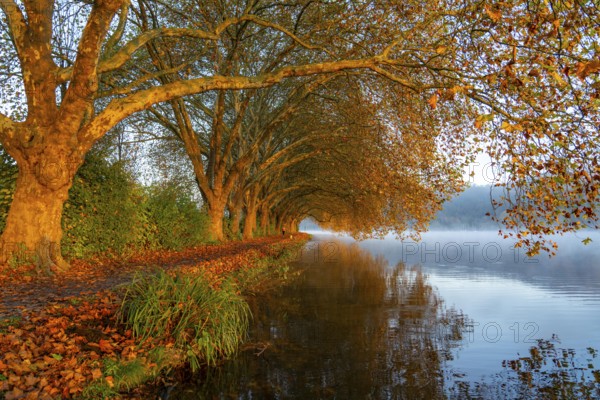 Autumn colours on the Platanen Allee, Hardenberg Ufer, lakeside path on Lake Baldeney, near Haus Scheppen, in Essen, North Rhine-Westphalia, Germany, Europe