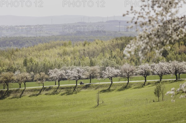 A motorbike rides along a cherry blossom avenue in Jauernick-Buschbach, 12.04.2024