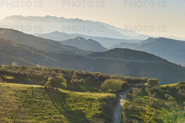 Hilly spring landscape with trees against the light in the late afternoon, mountains in the background, Lefka Ori, White Mountains, mountain massif, west, Crete, Greece, Europe