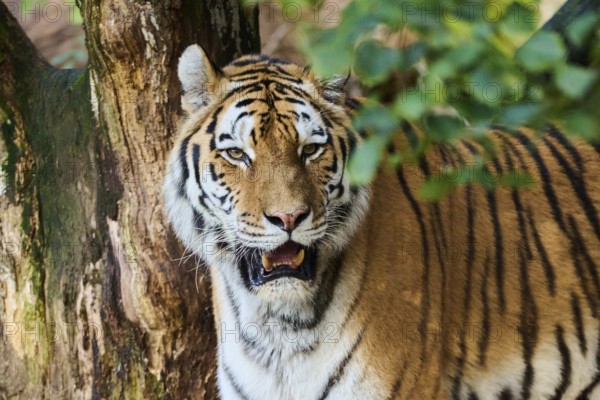 Siberian tiger (Panthera tigris altaica), portrait, Germany, Europe