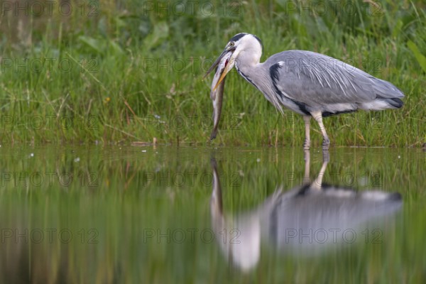 Grey heron (Ardea cinerea) with fish as prey, Aviemore, Scotland, Great Britain