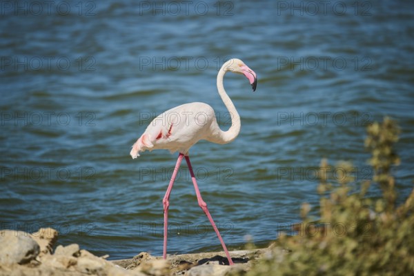 Greater flamingo (Phoenicopterus roseus) walking next to the sea, France, Europe