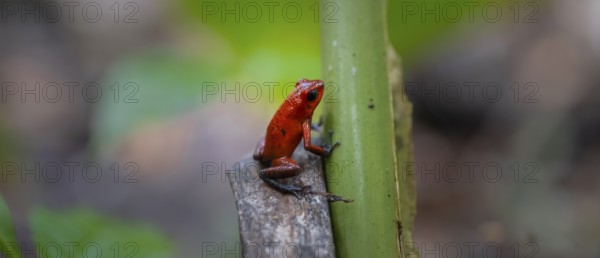 Strawberry poison-dart frog (Oophaga pumilio), Tortuguero National Park, Costa Rica, Central America