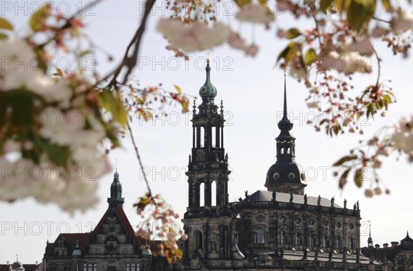 Dresden in spring, blossom of the ornamental cherry, view to the Hofkirche, Saxony, Germany, Europe
