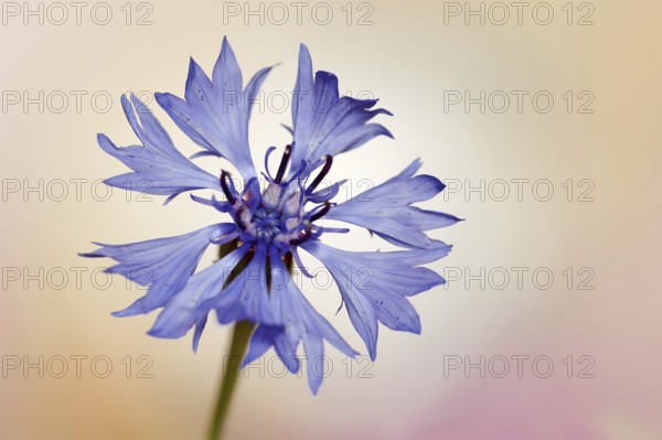 Cornflower (Centaurea cyanus), flower, North Rhine-Westphalia, Germany, Europe