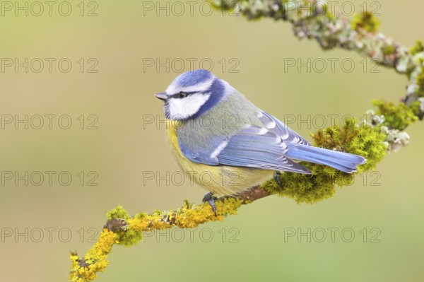 Blue tit (Parus caeruleus), sitting on a lichen-covered branch, Wildlife, Animals, Birds, Siegerland, North Rhine-Westphalia, Germany, Europe