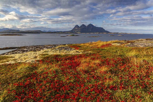 Autumn coloured tundra, morning light, cloudy mood, mountains, coast, Tranoy, Ofoten, Norway, Europe