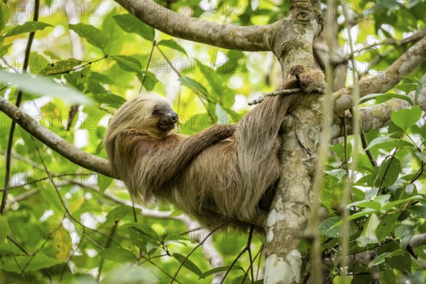 Hoffmann's two-fingered sloth (Choloepus hoffmanni) sleeping on a branch, Cahuita National Park, Costa Rica, Central America