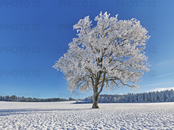 English oak (Quercus robur, synonym: Quercus pedunculata), in hoarfrost, Schlatt, Müswangen, Canton Lucerne, Switzerland, Europe