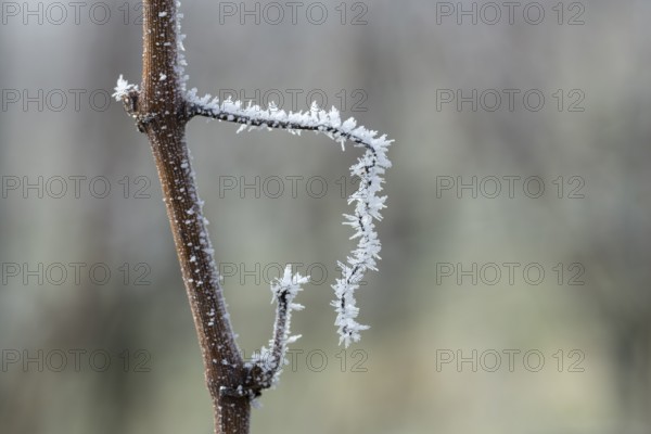 Icy branch of a vine in close-up with white hoar frost capturing the winter atmosphere, Reif, Remstal, Baden-Württemberg, Germany, Europe