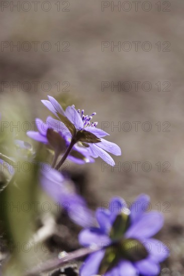 Liverwort (Hepatica nobilis), March, Germany, Europe