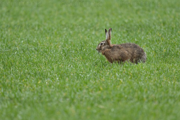 European hare (Lepus europaeus) sitting in a grain field, wildlife, Thuringia, Germany, Europe