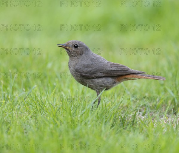 Black redstart (Phoenicurus ochruros), female foraging on a lawn in a garden, Lower Saxony, Germany, Europe