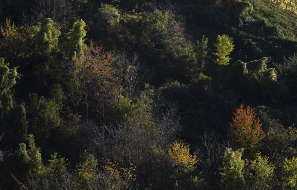 Deciduous forest, autumn colours, autumn, Strümpfelbach, Weinstadt, Baden-Württemberg, Germany, Europe