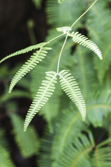 Ornamental green fern leaves in the jungle