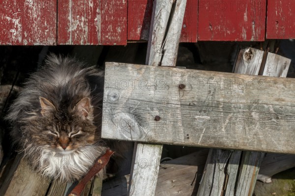 Cat, Å i Lofoten or Å for short, Lofoten, Northern Norway, Norway, Europe