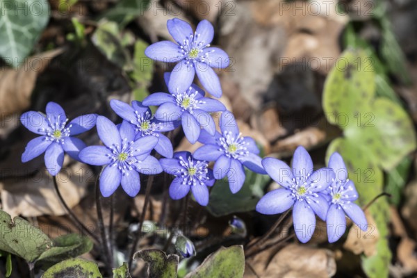 Liverwort (Hepatica nobilis), North Rhine-Westphalia, Germany, Europe
