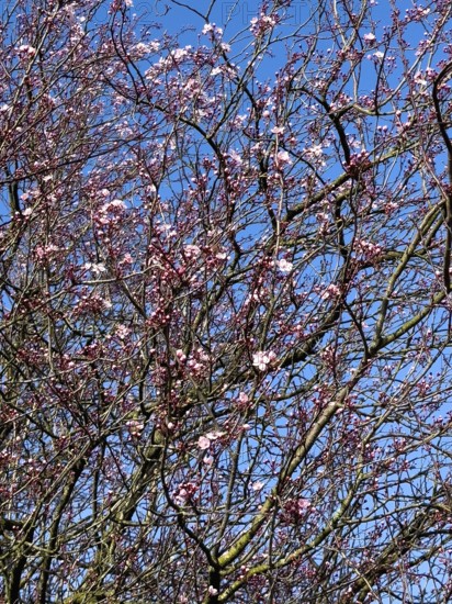 Large tree-like shrub myrobolane (Prunus cerasifera) Blood plum Nigra sprouts tosa blossoms at the beginning of spring, behind it Blue sky, Germany, Europe