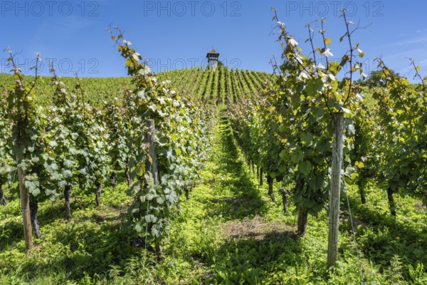 Vineyard, vineyard slope with vineyard cottage from the historic Haltnau winery near Meersburg, Lake Constance district, Baden-Württemberg, Germany, Europe