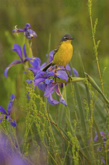 Yellow wagtail, (Motacilla f. flava), Tiszaalp-r, Kiskuns-gi National Park, B-cs-Kiskun, Hungary, Europe
