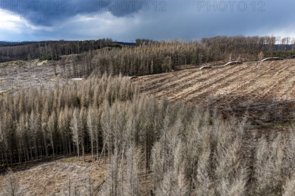 Area in the Arnsberg Forest near Warstein-Sichtigvor, Soest district, over 5000 young trees were replanted there for reforestation Site of a spruce forest that had died and was felled due to heavy bark beetle infestation, North Rhine-Westphalia, Germany, Europe