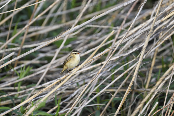 Reed warbler (Acrocephalus schoenobaenus), male singing on reeds, Lake Neusiedl National Park, Seewinkel, Burgenland, Austria, Europe