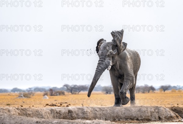 African elephant (Loxodonta africana), elephant at waterhole, with flapping ears, Nxai Pan National Park, Botswana Botswana