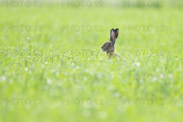 European hare (Lepus europaeus) sitting in a grain field, wildlife, Thuringia, Germany, Europe