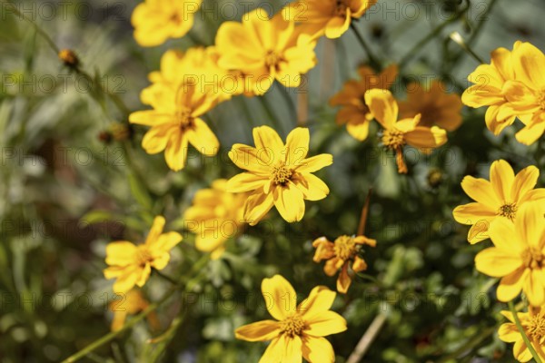 Vivid yellow flowers of the golden maria (Bidens ferulifolia) under bright sunshine in a garden, Ternitz, Lower Austria, Austria, Europe